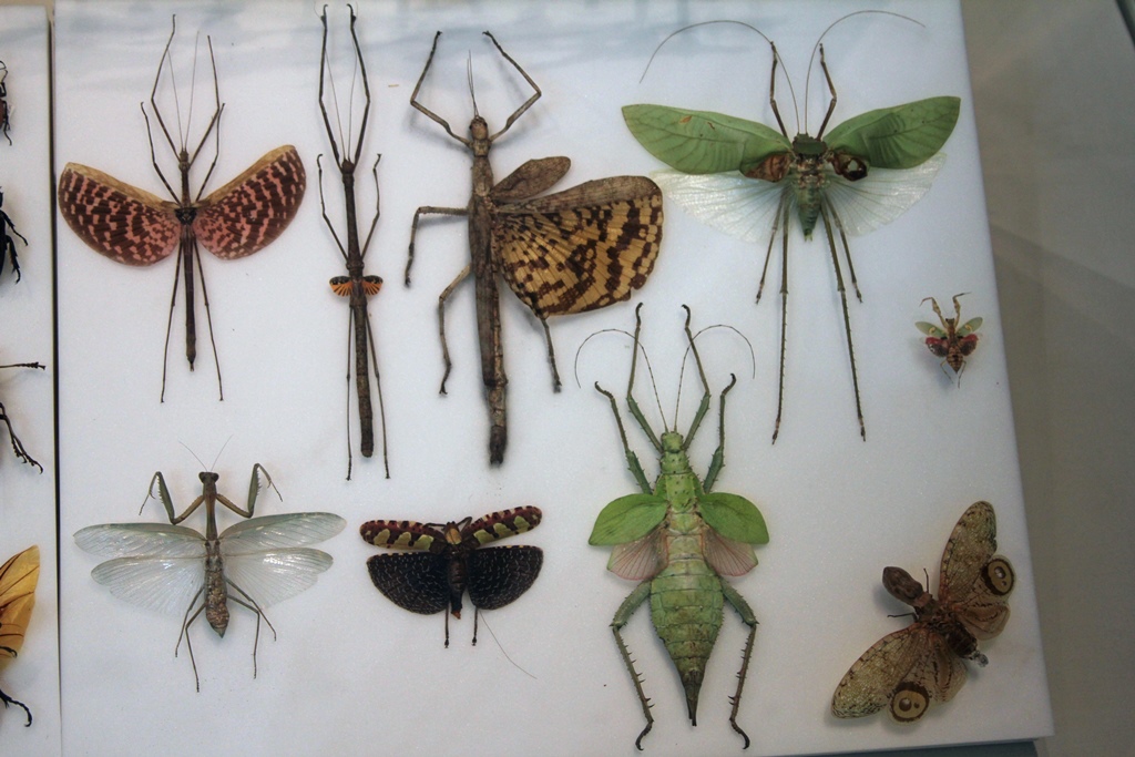 Large Insects